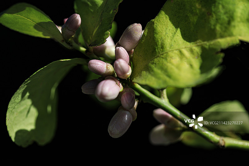 柠檬花图片素材