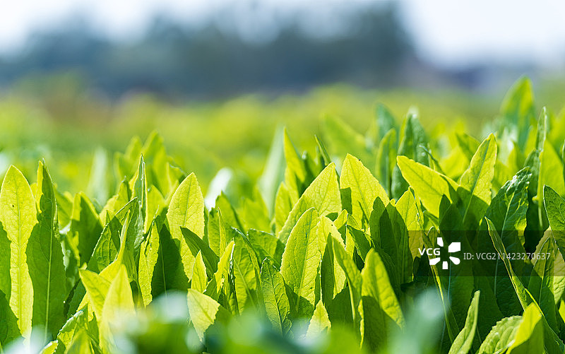菜园绿色植物油麦菜图片素材