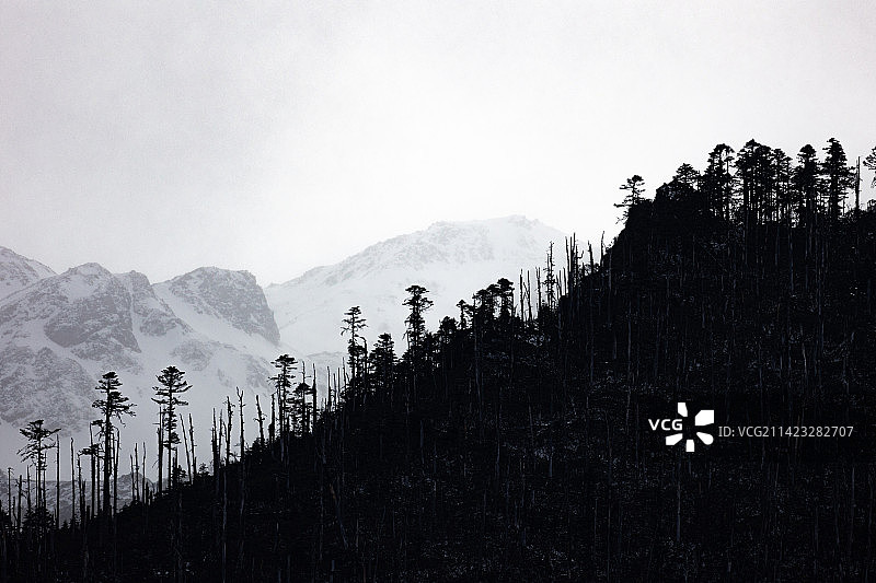 白马雪山图片素材