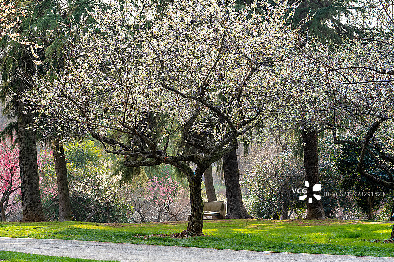 春天武汉东湖梅园里的梅花景色图片素材