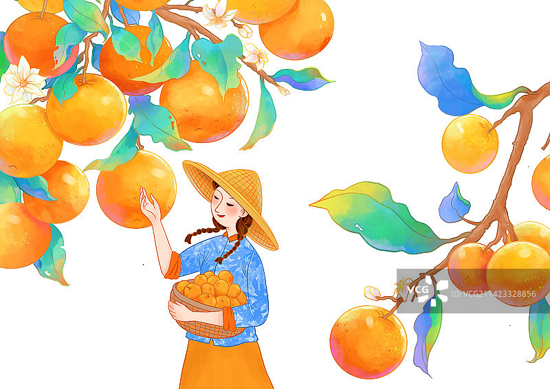摘桔子的女人图片素材
