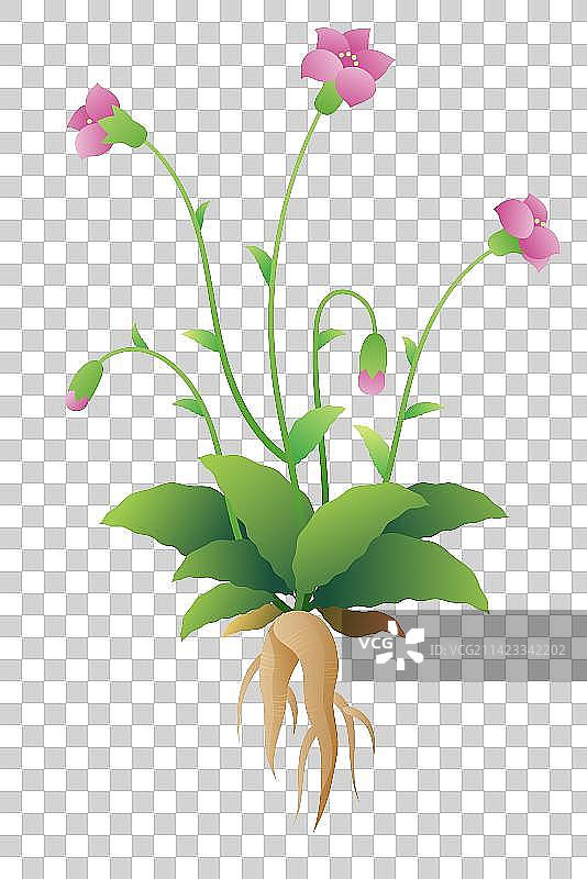 中药材植物-沙参图片素材