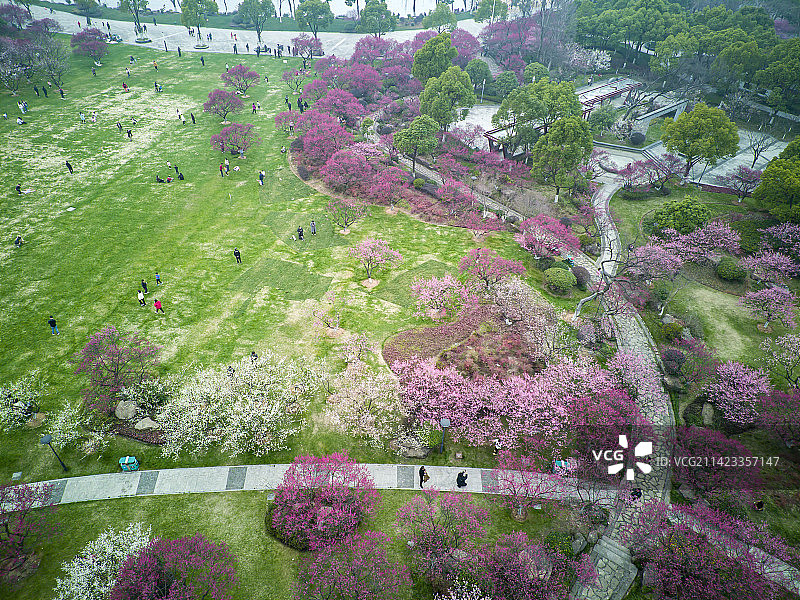 航拍绍兴瓜渚湖梅园梅花盛开图片素材