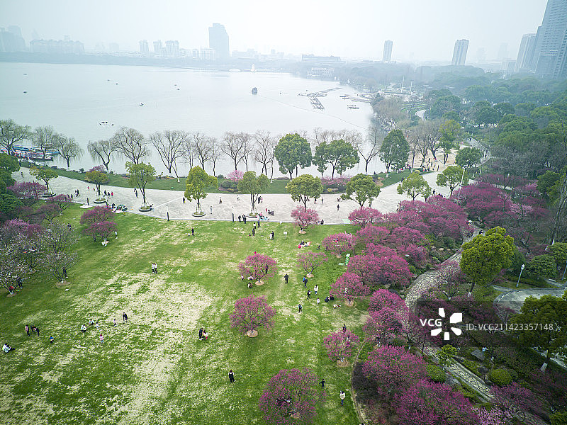 航拍绍兴瓜渚湖梅园梅花盛开图片素材
