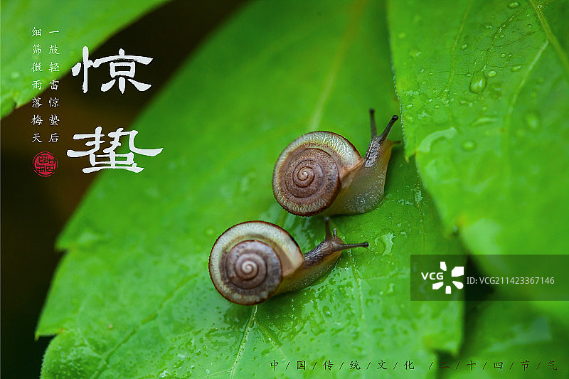 惊蛰,二十四节气海报设计,传统文化图片素材