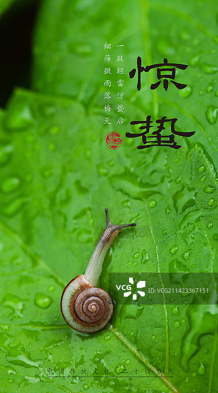 惊蛰,二十四节气海报设计,传统文化图片素材