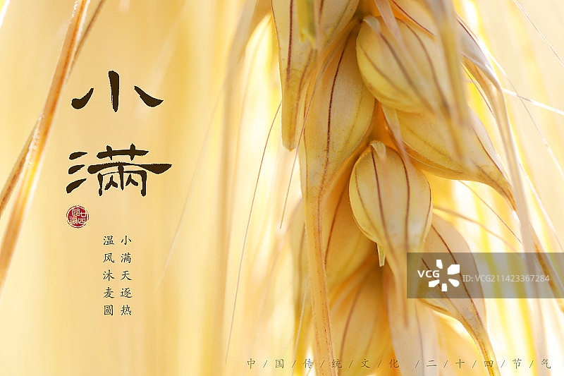小满,二十四节气海报设计,传统文化图片素材