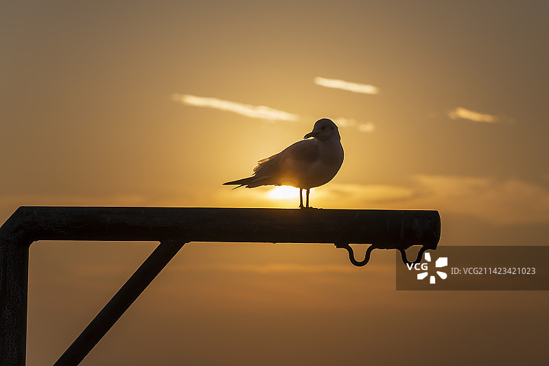 海鸥  日出图片素材