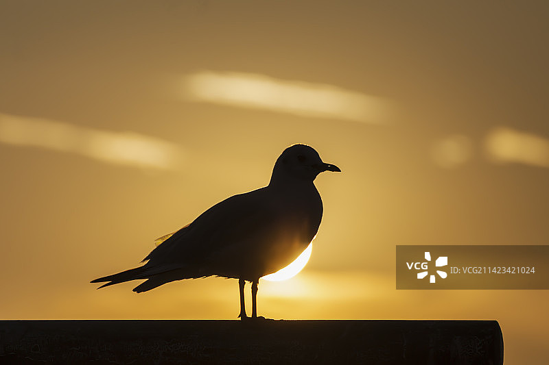 海鸥  日出图片素材