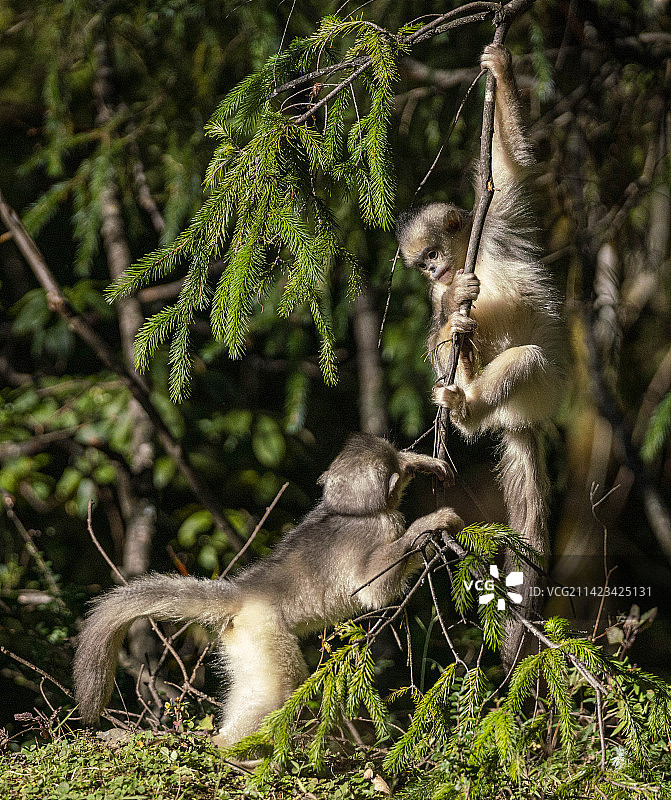 滇金丝猴图片素材