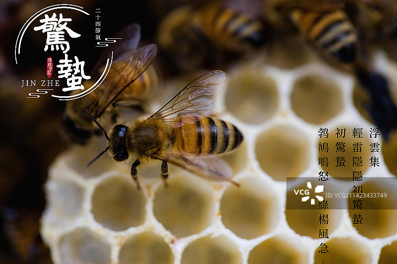 惊蛰,天气回暖,春雷化雨,二十四节气图片素材