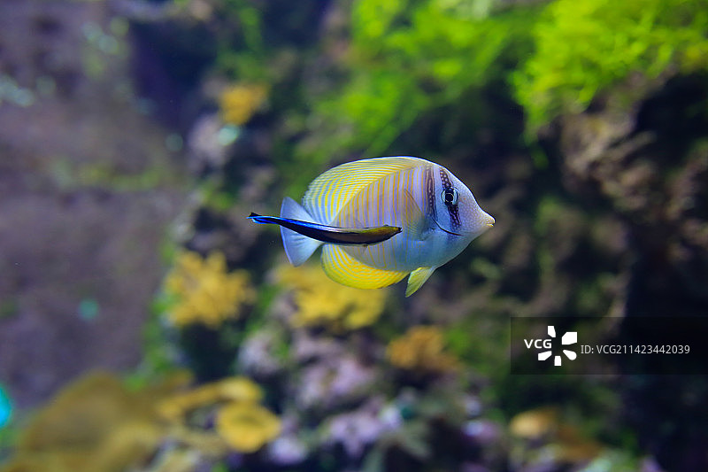 北京海洋馆，蝶鱼，蝴蝶鱼图片素材