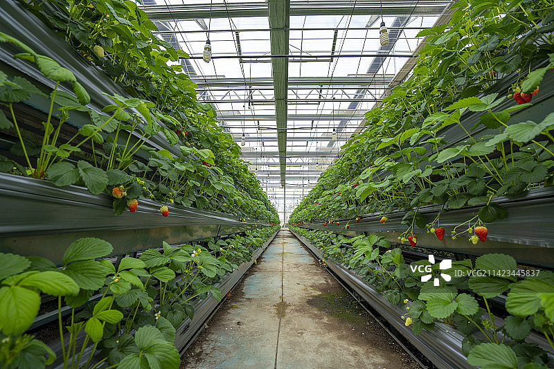 现代农业草莓大棚图片素材