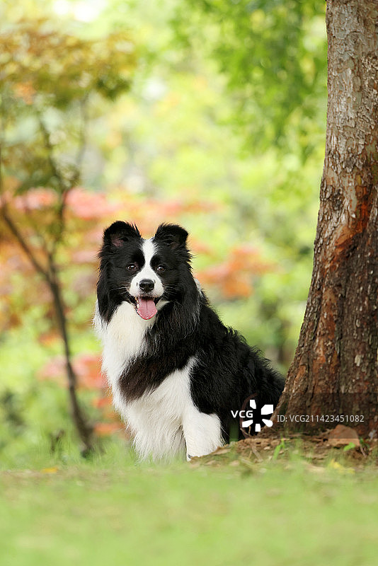 开心的边境牧羊犬图片素材