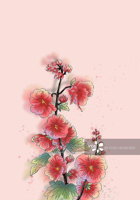 红色背景下的夏至节气蜀葵插画特写镜头图片素材