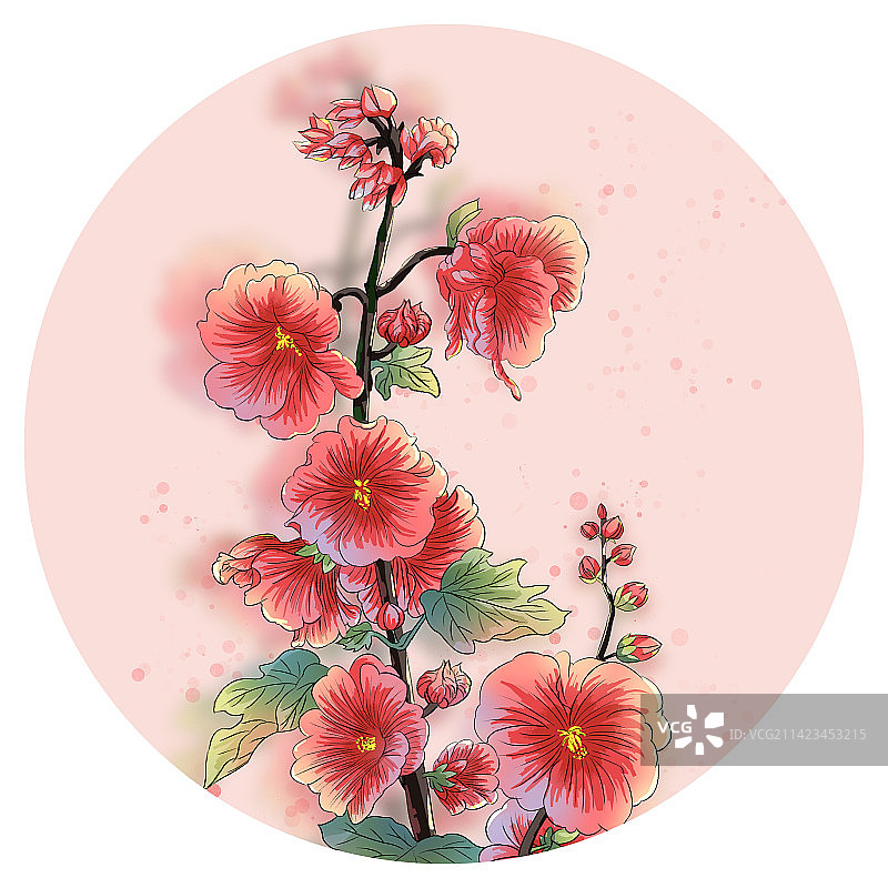 粉红色背景下的蜀葵插画特写镜头图片素材