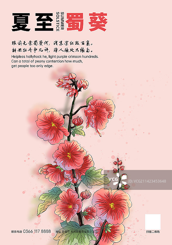 小清新风夏至节气蜀葵插画传统节日海报图片素材