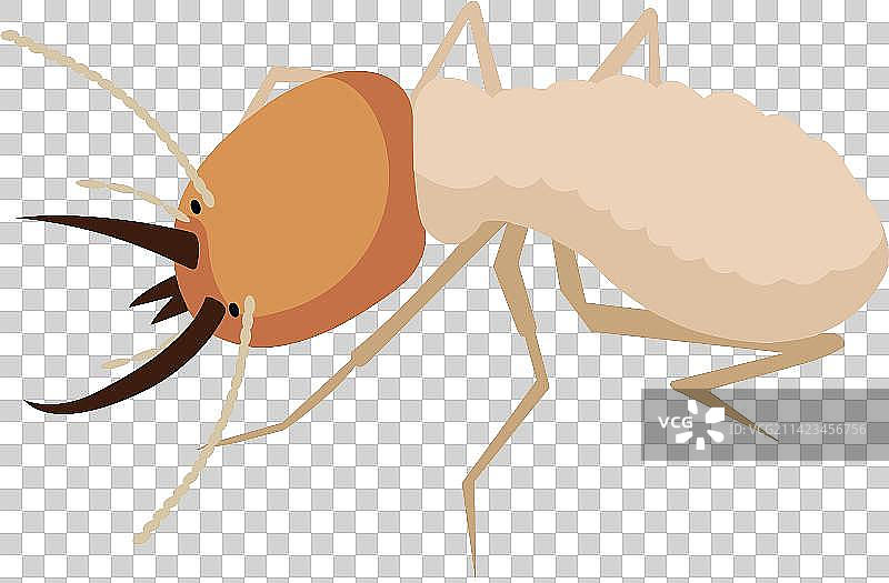 害虫白蚁啃食树木图片素材