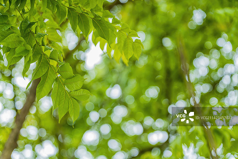 白昼户外植物树叶特写图片素材