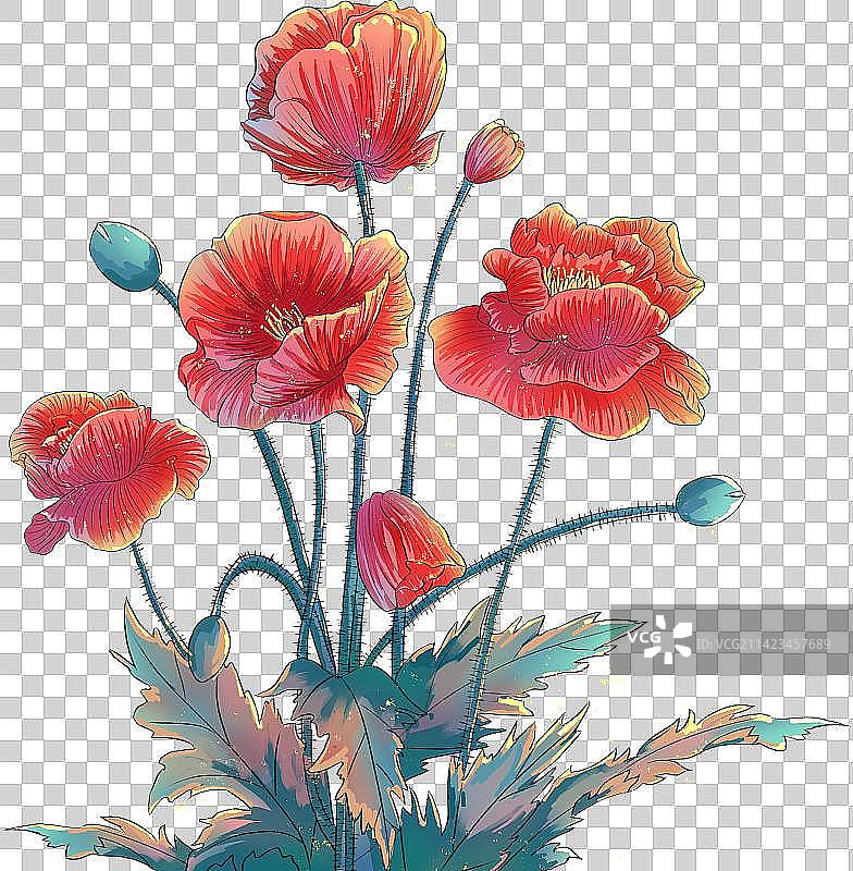 虞美人元素插画图片素材