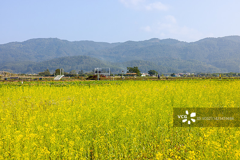 漫步于油菜花海中的人图片素材