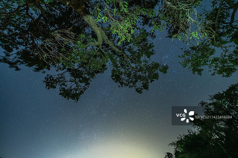 吊罗山森林公园星空、雨林星空、树下星空、大树图片素材