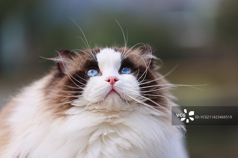 海豹双色雄性布偶猫头部特写图片素材