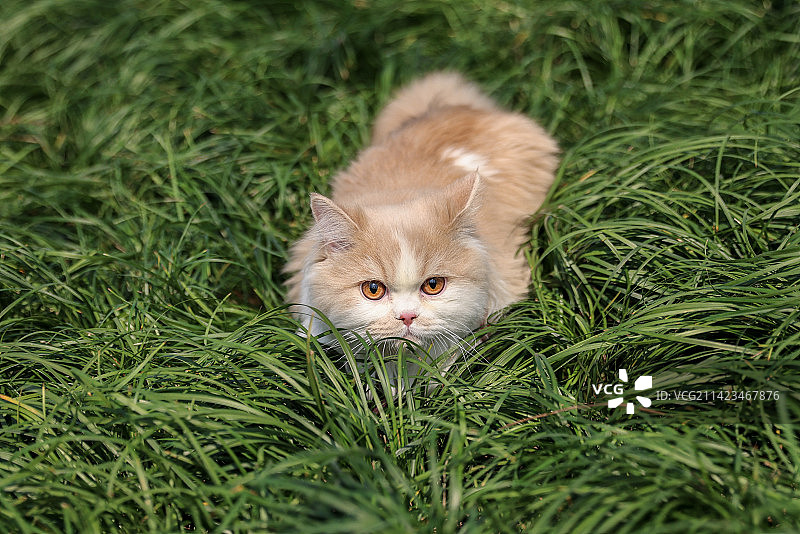 一只在绿色草地上的乳白英国长毛猫图片素材