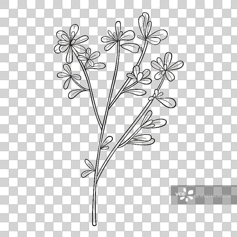 药材马齿苋矢量线条元素图片素材