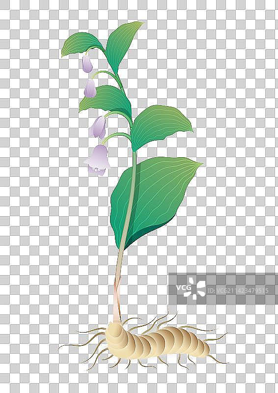 中药材植物-玉竹图片素材