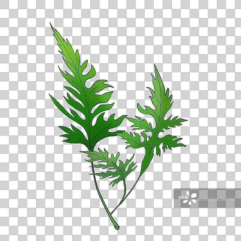 中草药艾草叶子图片素材