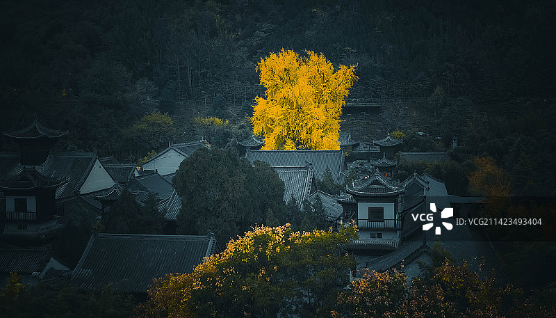 西安古观音禅寺千年银杏航拍图片素材