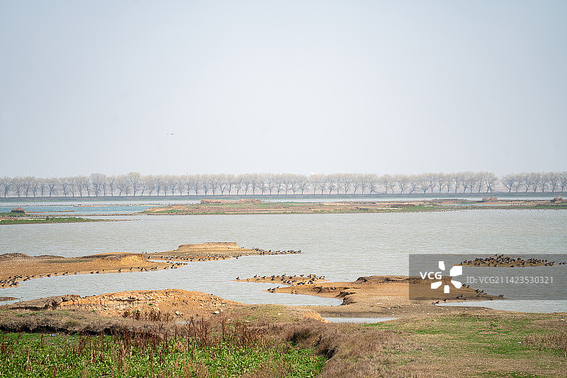 武汉东西湖府河湿地候鸟图片素材
