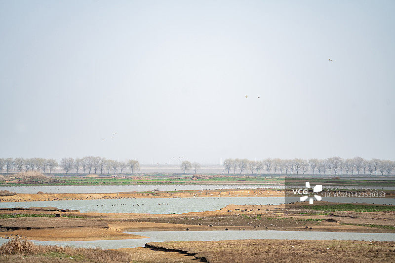 武汉东西湖府河湿地候鸟图片素材