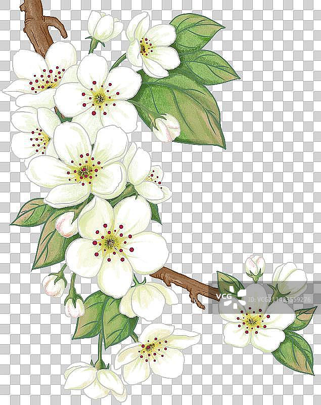春天节气插画牡丹花鲜花元素图片素材