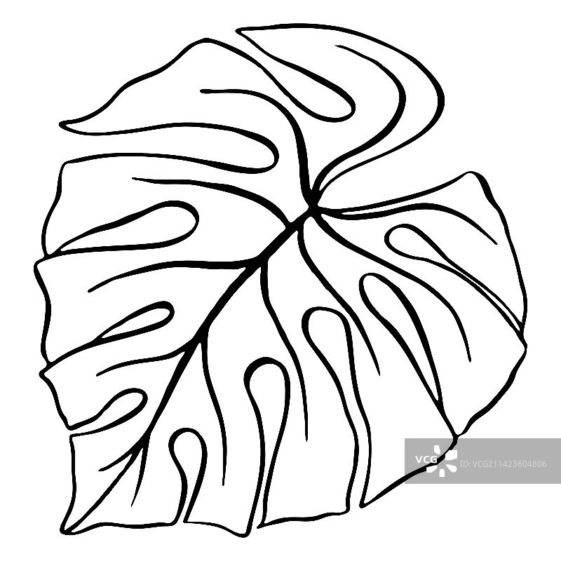 手绘墨线龟背竹叶热带植物图片素材