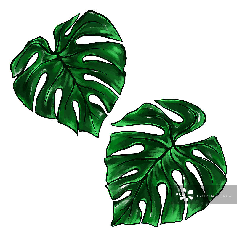 绿色龟背竹叶热带植物水彩墨图片素材