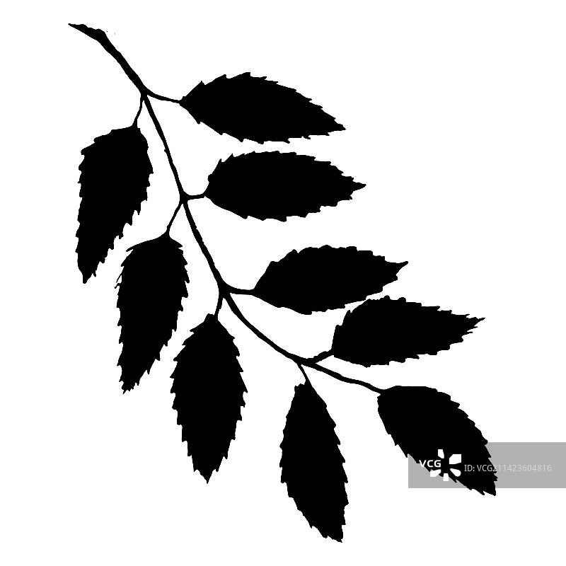 单色黑色花楸浆果图片素材