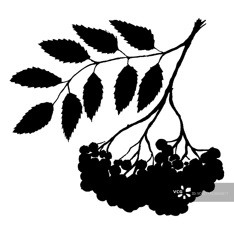 单色黑色花楸浆果图片素材