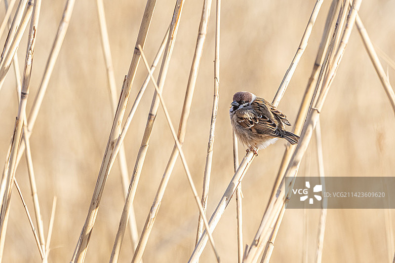 北京奥林匹克森林公园的麻雀图片素材