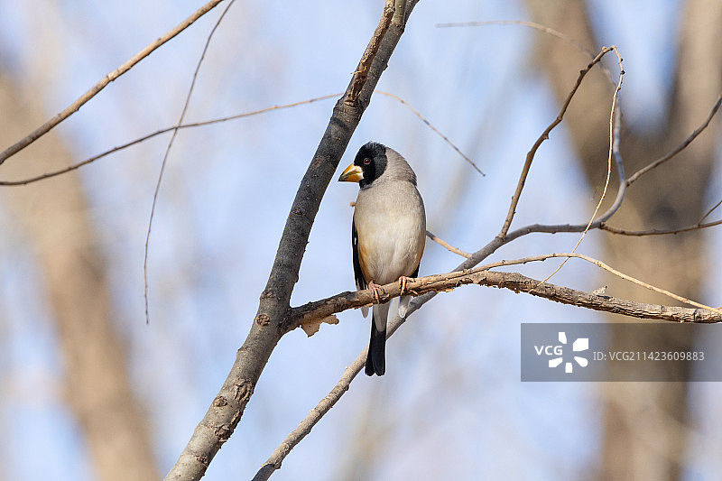 北京奥林匹克森林公园的黑头蜡嘴雀图片素材