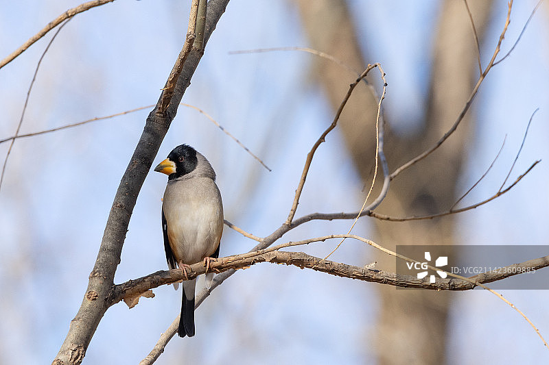 北京奥林匹克森林公园的黑头蜡嘴雀图片素材