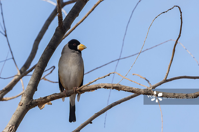北京奥林匹克森林公园的黑头蜡嘴雀图片素材