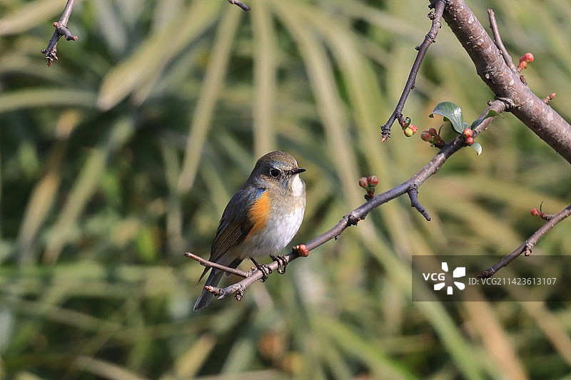 红肋蓝尾鸲图片素材