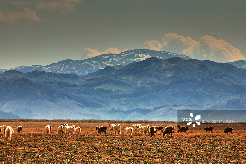天山脚下牧场图片素材