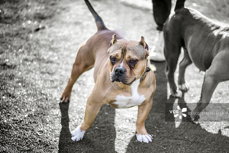 哈巴狗图片素材