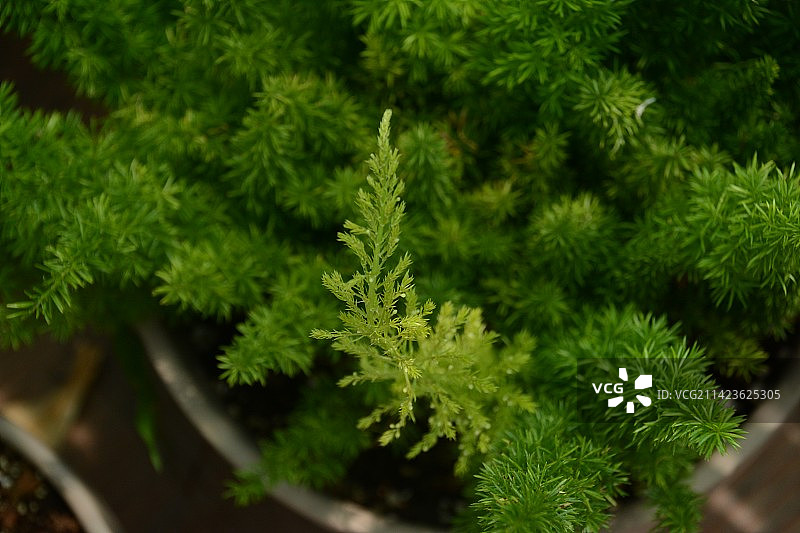 植物高角度视图图片素材