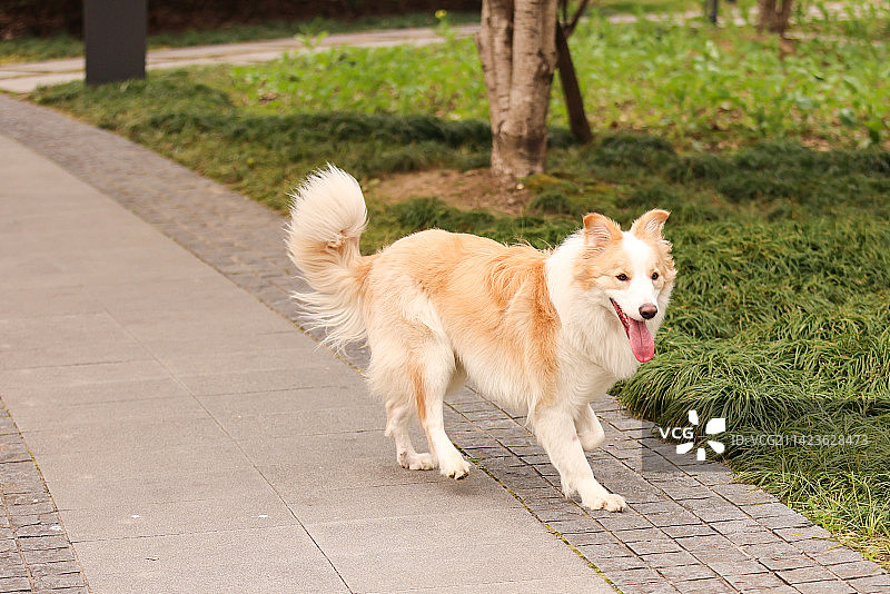 站在路上的边境牧羊犬图片素材