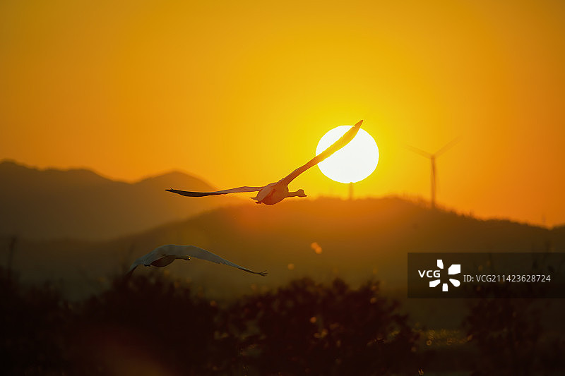 晚霞里飞翔的天鹅图片素材