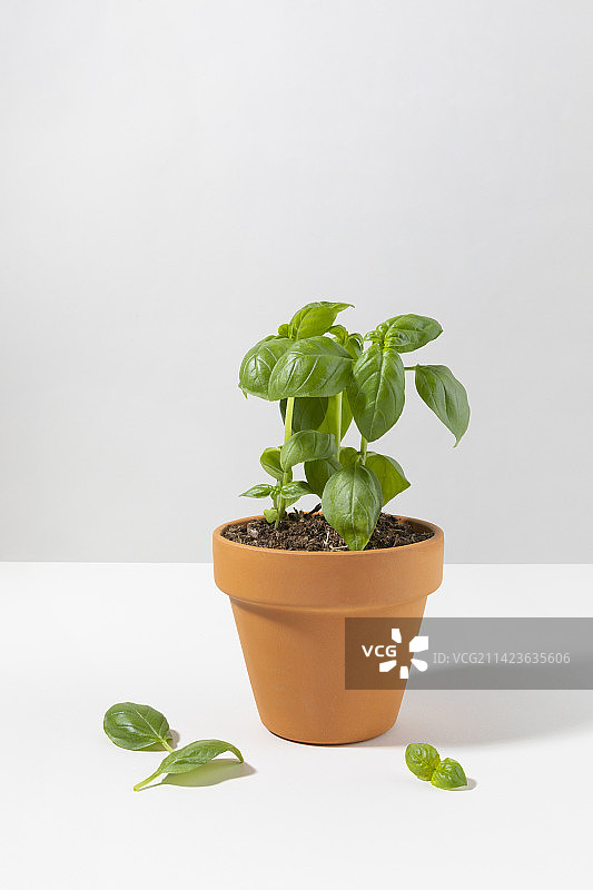 新鲜罗勒花盆图片素材